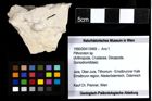 Foto (Objekt + Etiketten) von Pithonoton sp. 